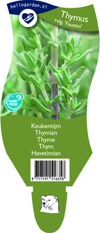 Thymus vulgaris &#039;Faustini&#039;