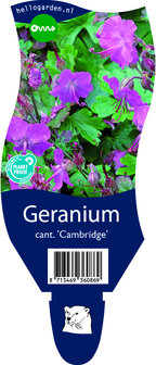Geranium cantabrigiense &#039;Cambridge&#039;