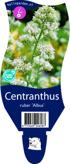 Centranthus ruber &#039;Albus&#039;