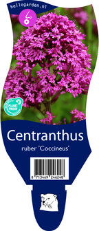 Centranthus ruber &#039;Coccineus&#039;
