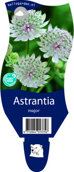 Astrantia major