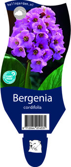 Bergenia cordifolia