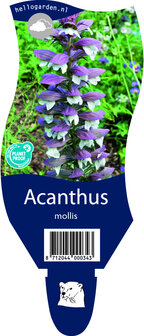 Acanthus mollis