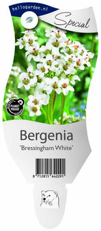 Bergenia &#039;Bressingham White&#039;