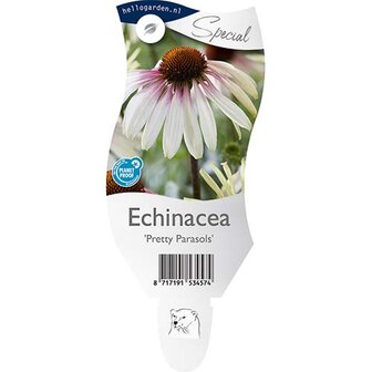 Echinacea &#039;Pretty Parasols&#039;