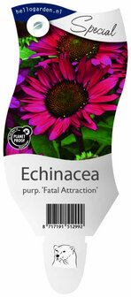 Echinacea purpurea &#039;Fatal Attraction&#039;