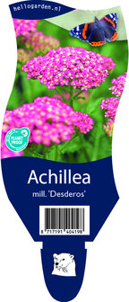 Achillea millifolium &#039;Desderos&#039;