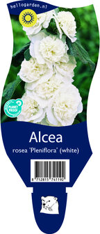 Alcea rosea &#039;Pleniflora Wit&#039;