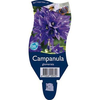 Campanula glomerata