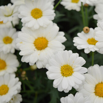 Argyranthemum - wit met geel oog