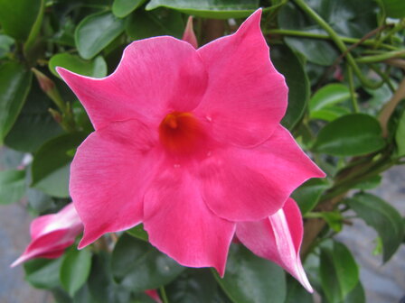 Sundaville roze (19 cm pot)