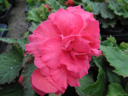 Knolbegonia roze