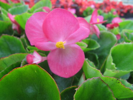 Begonia - roze (lichtblad)