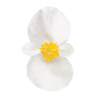 Begonia - wit (lichtblad)