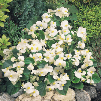 Begonia - wit (lichtblad)