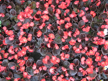 Begonia - rood (donkerblad)