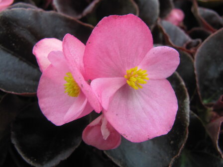 Begonia - roze (donkerblad)