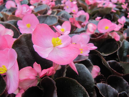 Begonia - roze (donkerblad)