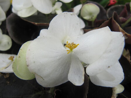 Begonia - wit (donkerblad)
