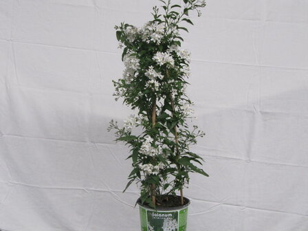 Solanum wit (19 cm pot)