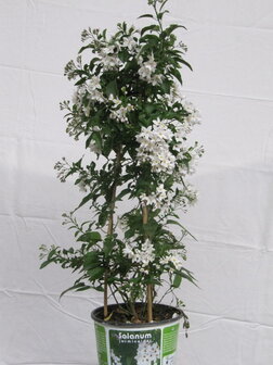 Solanum wit (19 cm pot)