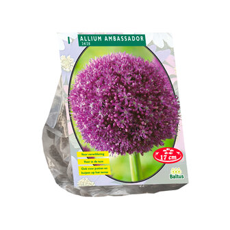 Allium Ambassador