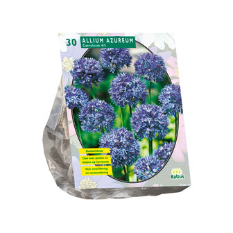 Allium Caeruleum Azureum