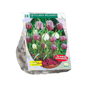 Fritillaria Meleagris