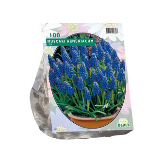 Muscari Armeniacum