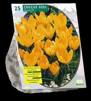 Crocus Grootbloemig, geel