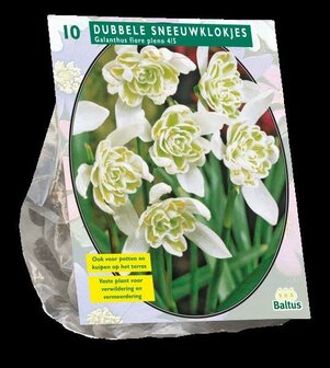 Galanthus Nivalis Flore Pleno