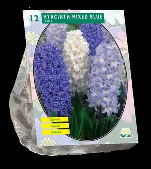 Hyacinthus, mix blauw