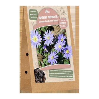 Stinzen - Anemone Blanda Blue Shades 