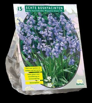 Scilla Hispanica blauw