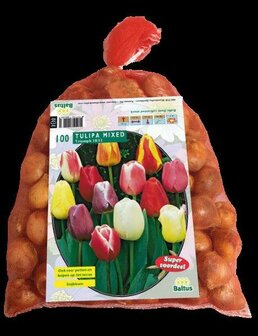 Tulipa Darwin Mix in gaasbaal