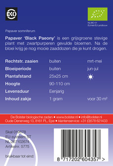 Papaver &#039;Black Paeony&#039;