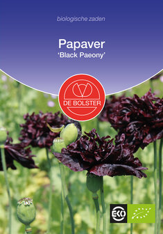 Papaver &#039;Black Paeony&#039;