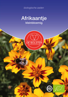 Afrikaantje, kleinbloemig