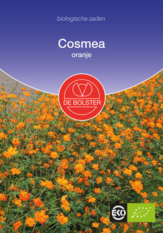 Cosmea, oranje