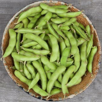 Sojaboon Edamame &#039;Chiba Green&#039;