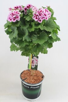 Pelargonium grootbloemig (19 cm pot)