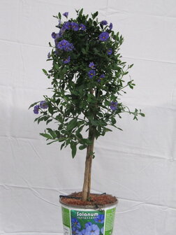 Solanum blauw (19 cm pot)