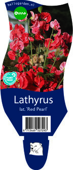 Lathyrus latifolius &#039;Red Pearl&#039;