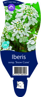 Iberis sempervirens &#039;Snow Cone&#039;