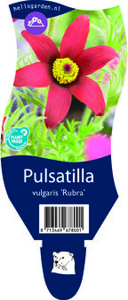Pulsatilla vulgaris &#039;Rubra&#039;