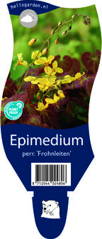 Epimedium perralchicum &#039;Frohnleiten&#039;
