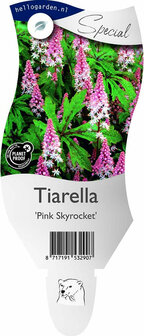 Tiarella &#039;Pink Skyrocket&#039;