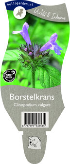 Clinopodium vulgare