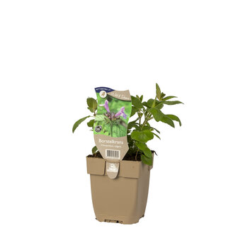 Clinopodium vulgare