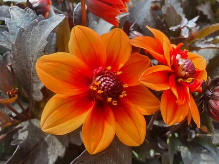 Dahlia - oranje met rood (donker blad)